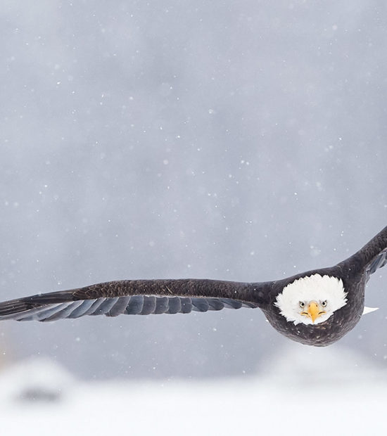 A bald eagle approaching directly at me, in light snow, Chilkat River, Haines, Alaska.