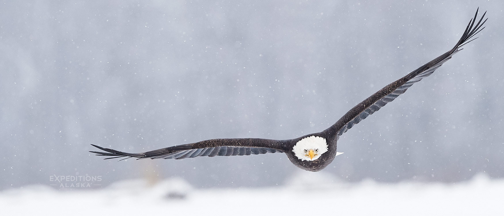 A bald eagle approaching directly at me, in light snow, Chilkat River, Haines, Alaska.