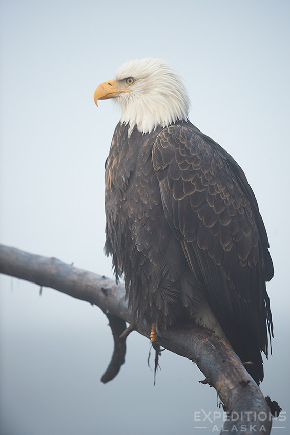 A moment. The swirling fog made for a great background and a touch of brighter sky lit the eagle perfectly.