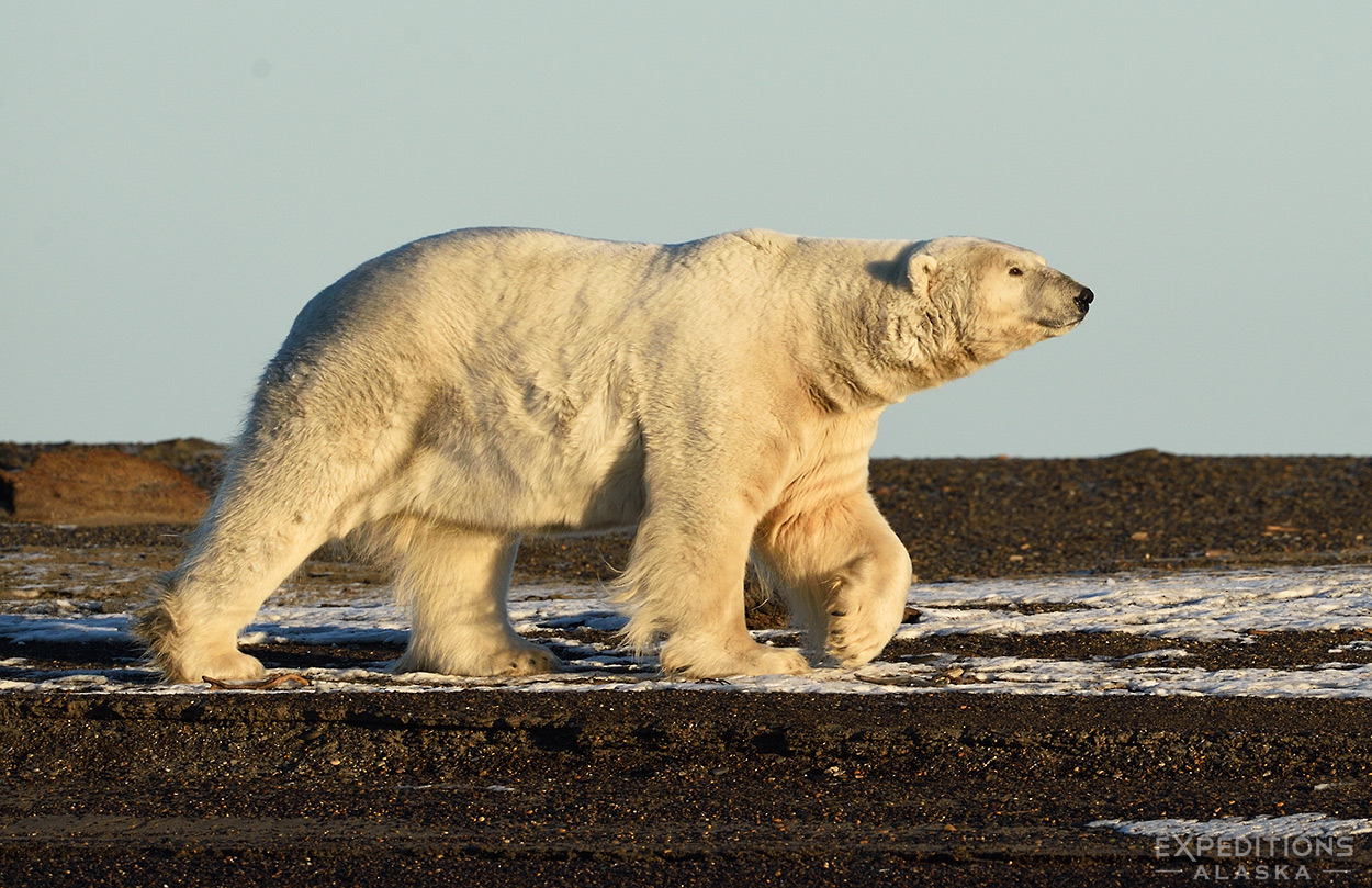 A large adult male polar bear patrols the beach of the Arctic National Wildlife Refuge. Alaska.