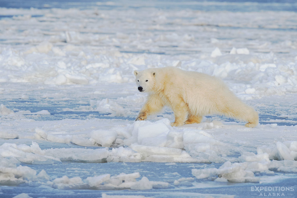 It's always a treat to see the polar bears on ice. This youngster was gingerly testing out the newly formed sea ice on his own. 