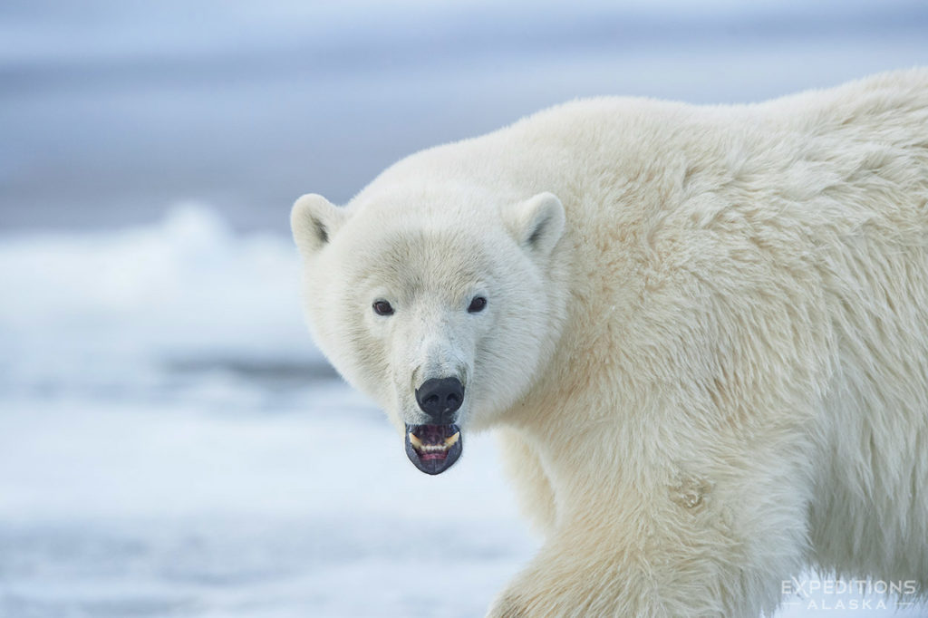 A wide open mouth displays some pretty hefty canines.