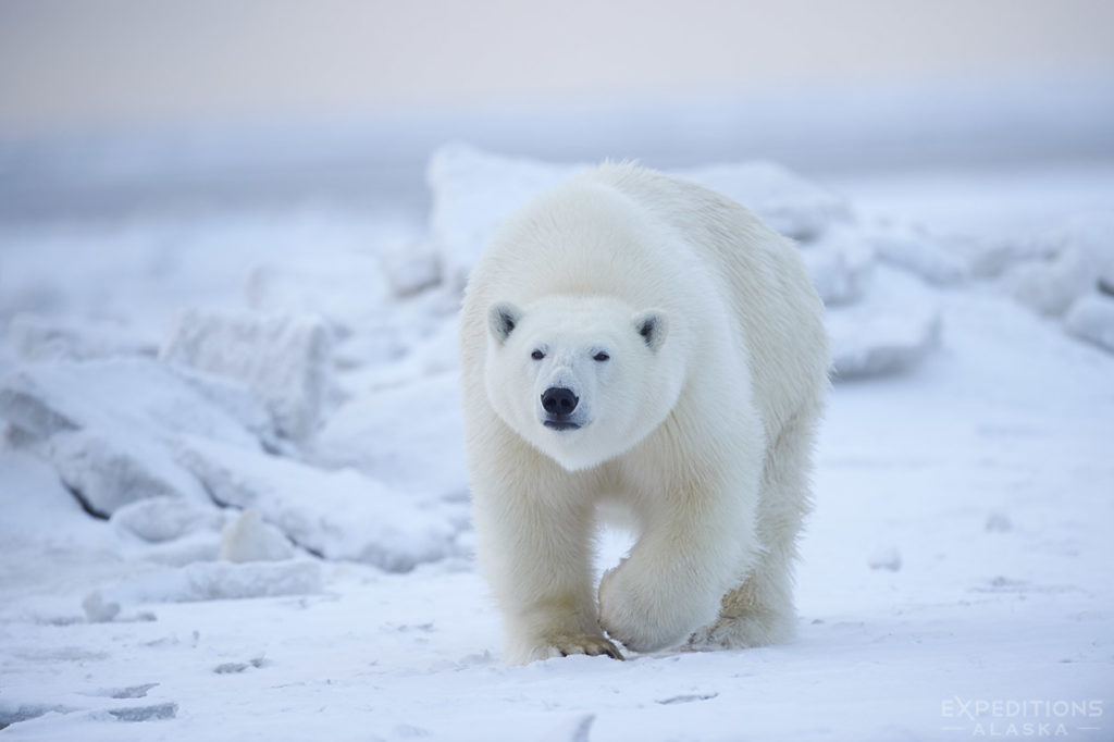 A young bear, 3 years old, approaches to take a closer look at our group.