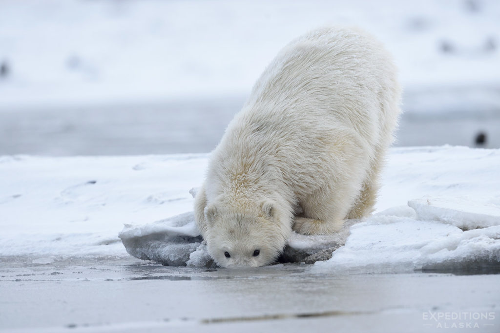 He pulled up, out of the sea, a caribou antler.  