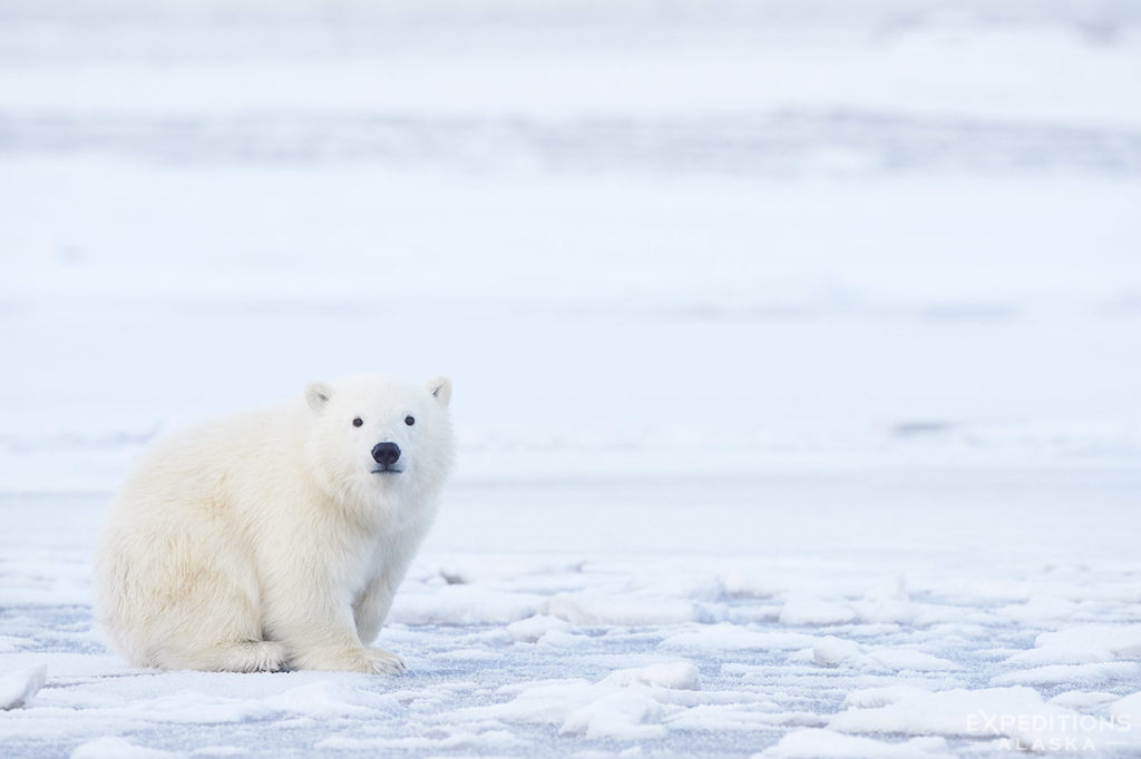 Cub of the Year, or COY. One of the cutest and tiniest little polar bear cubs I've seen.