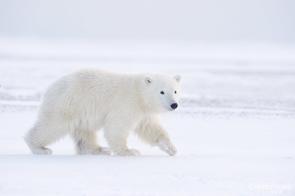 Sibling of the cub above.