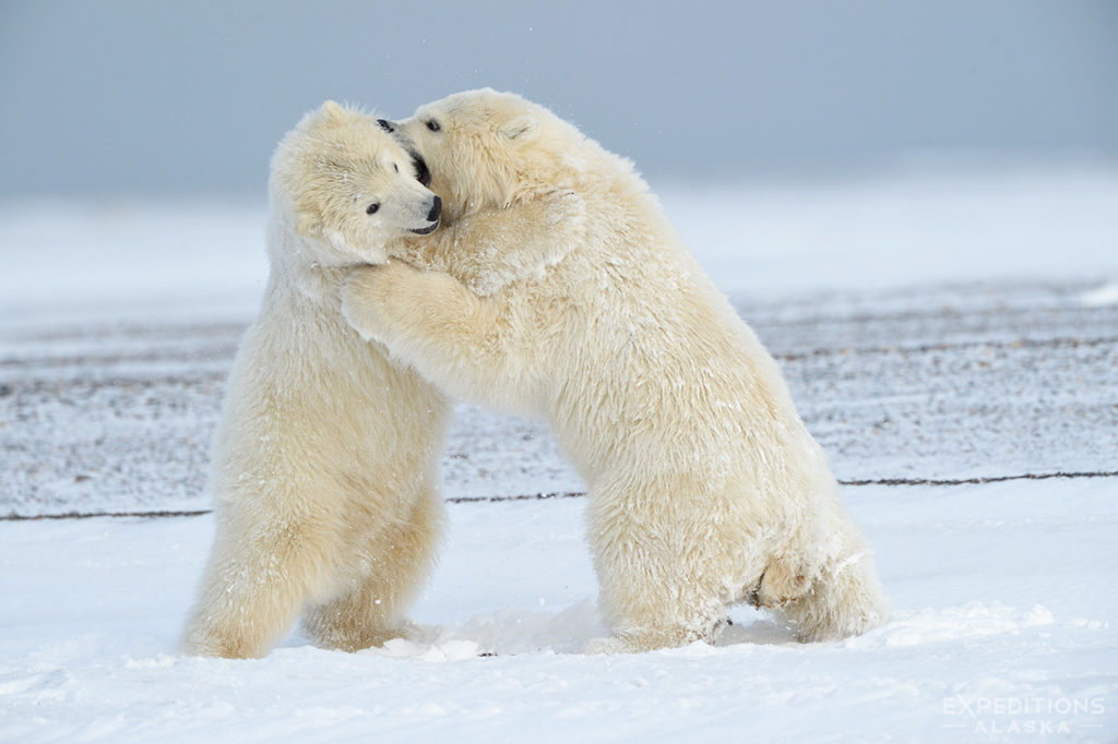 These two gorgeous young polar bear cubs put on a heluva show. Great fun to watch.