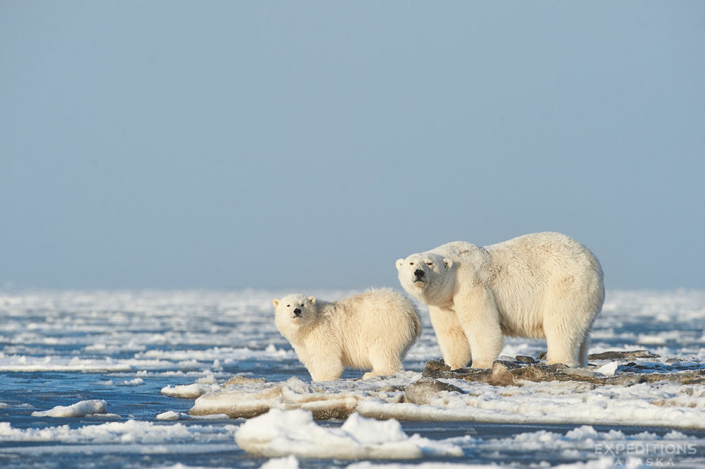 This mother and cub gave us a treat when they headed for this point and we got some really strong images. Awesome scene to photograph.