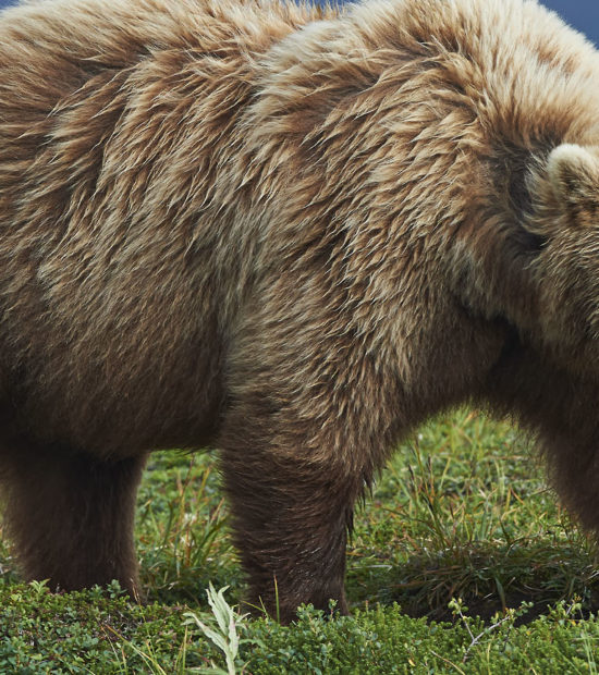 Brown bear katmai national park and preserve, Alaska.