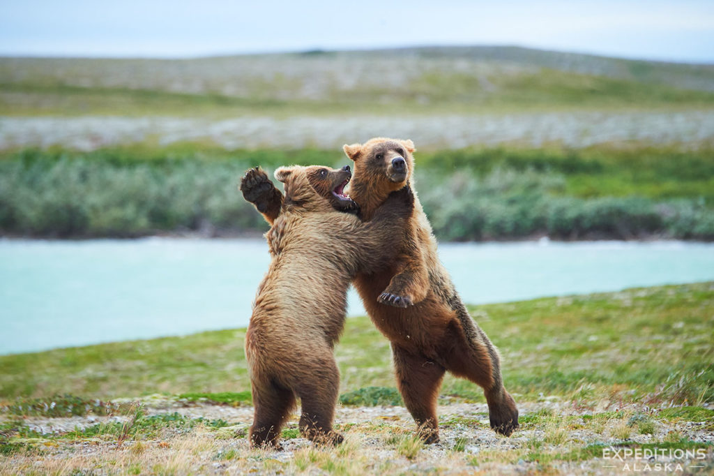 Two young brown bear cubs playing on the tundra, Katmai National Park, Alaska.