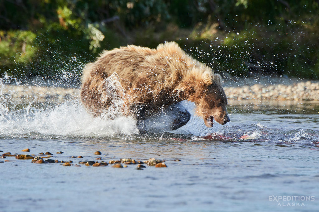 brown bear chasing Sockeye Salmon, Katmai National Park, Alaska.