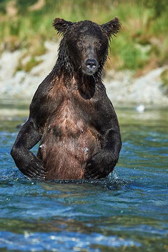 brown bear female standing in a river.