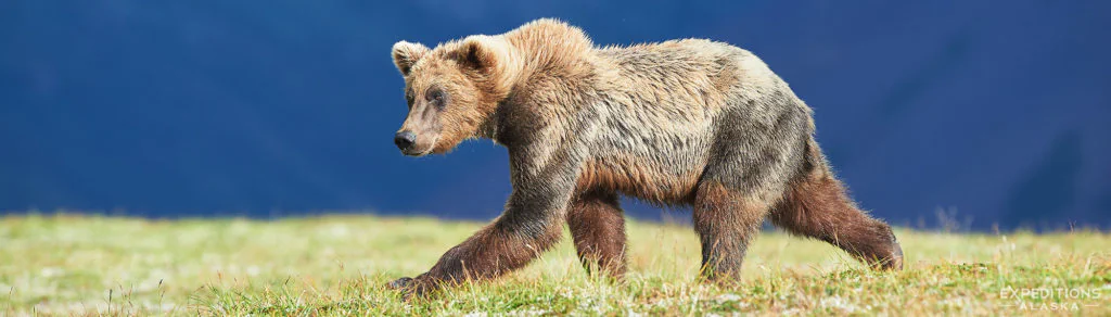 Brown bear on the tundra