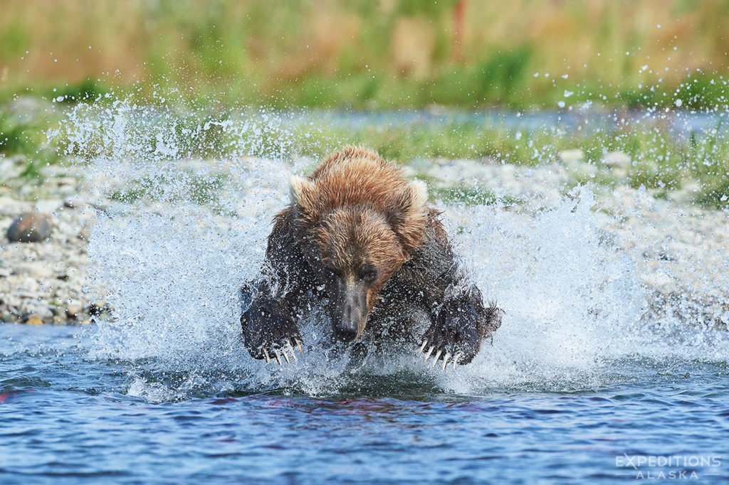 Brown bear fishing, Katmai NP, Alaska.