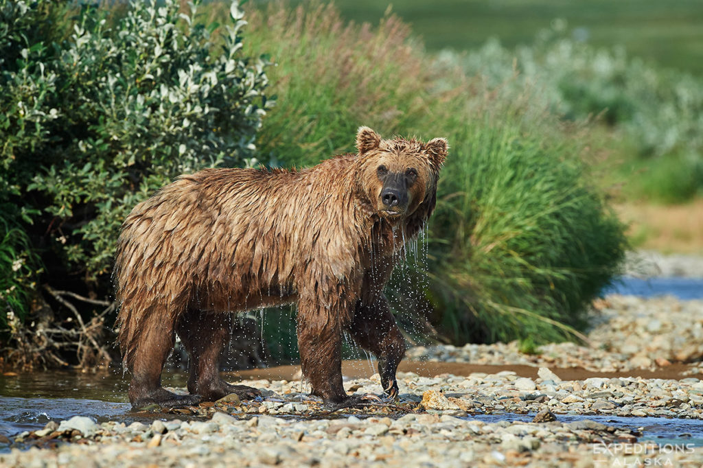 Subadult brown bear, Katmai National Park.