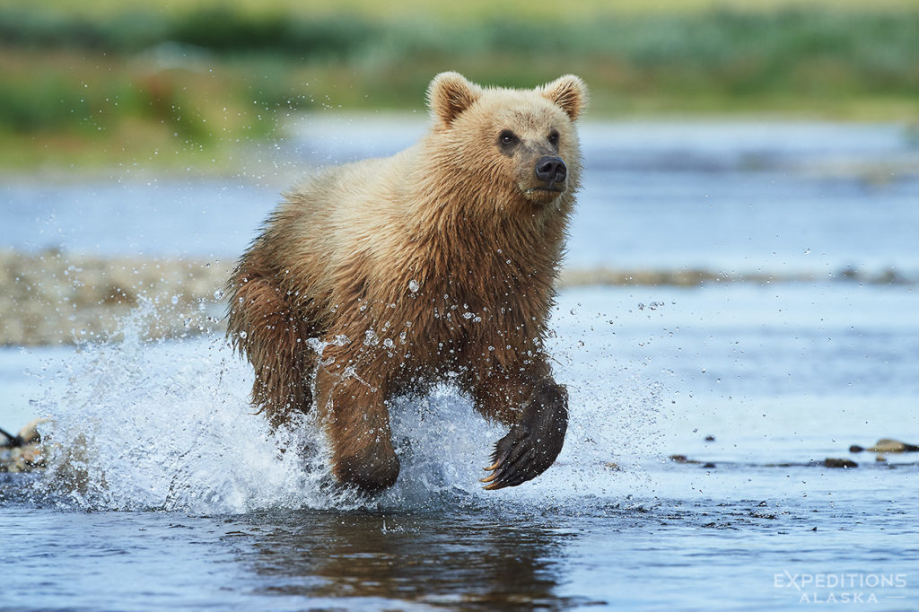Juvenile brown bear chasing fish.
