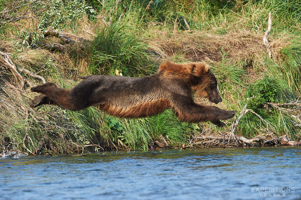 Brown bear diving off a riverbank.