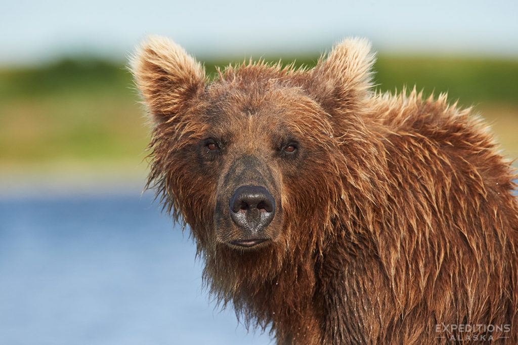Portrait of a brown bear.