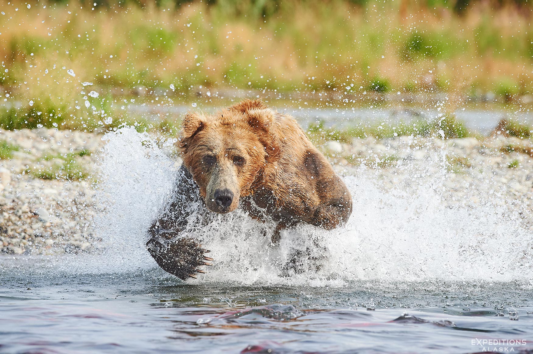 Male brown bear chasing salmon Katmai Alaska.