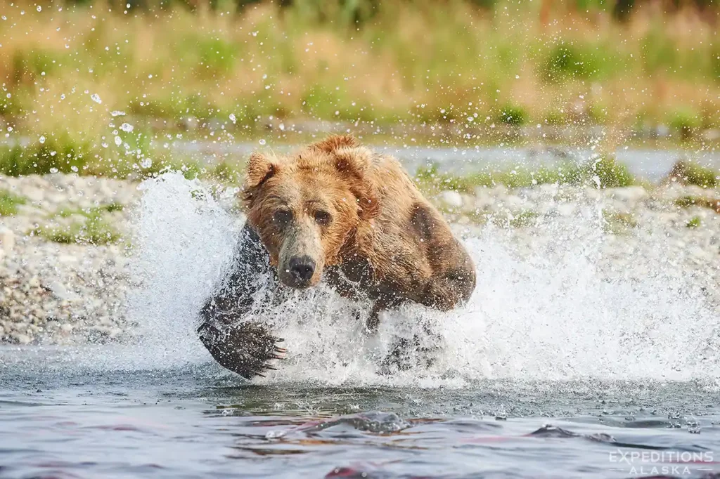 Male brown bear chasing salmon Katmai Park, Alaska.