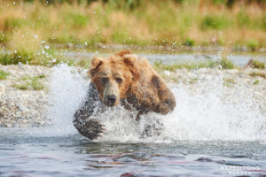 Male brown bear chasing salmon Katmai Park, Alaska.