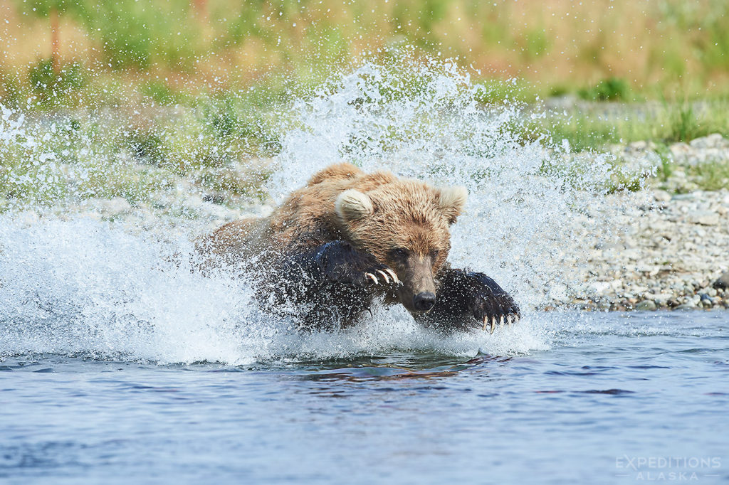 Brown bear catching salmon.