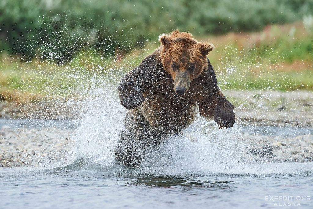 Male brown bear chasing sockeye salmon, Alaska.