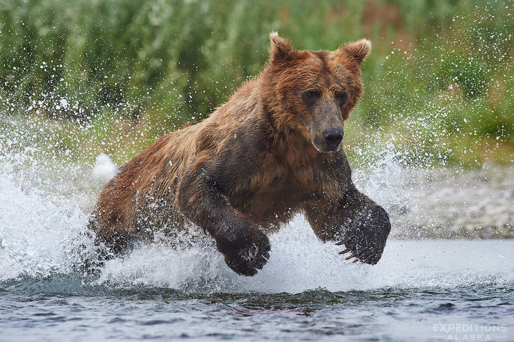 Large male brown bear chasing sockeye salmon, Katmai, Alaska.