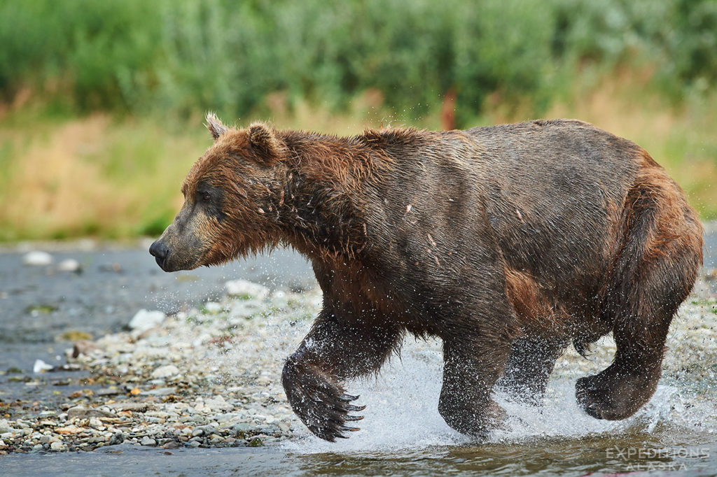 Bear chasing fish.