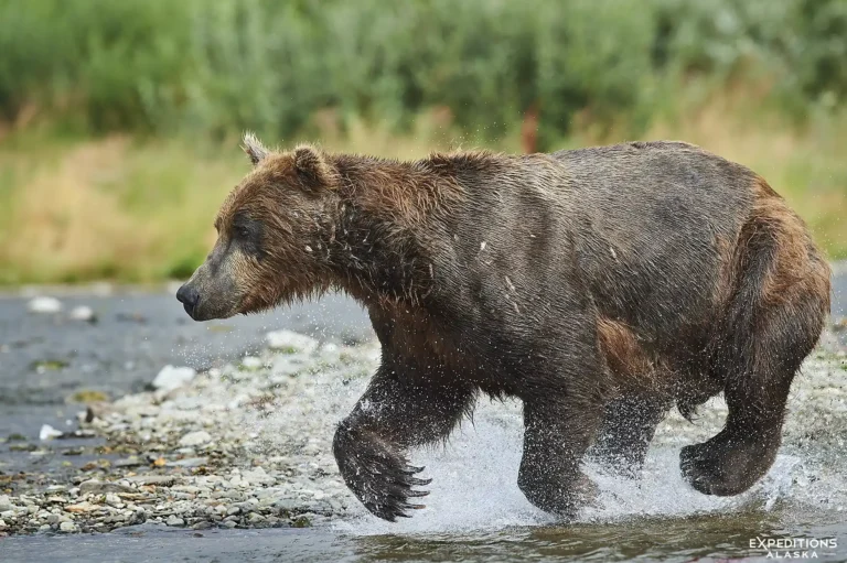 Alaska Bear Photography Tour | Katmai Bear Tours | Expeditions Alaska