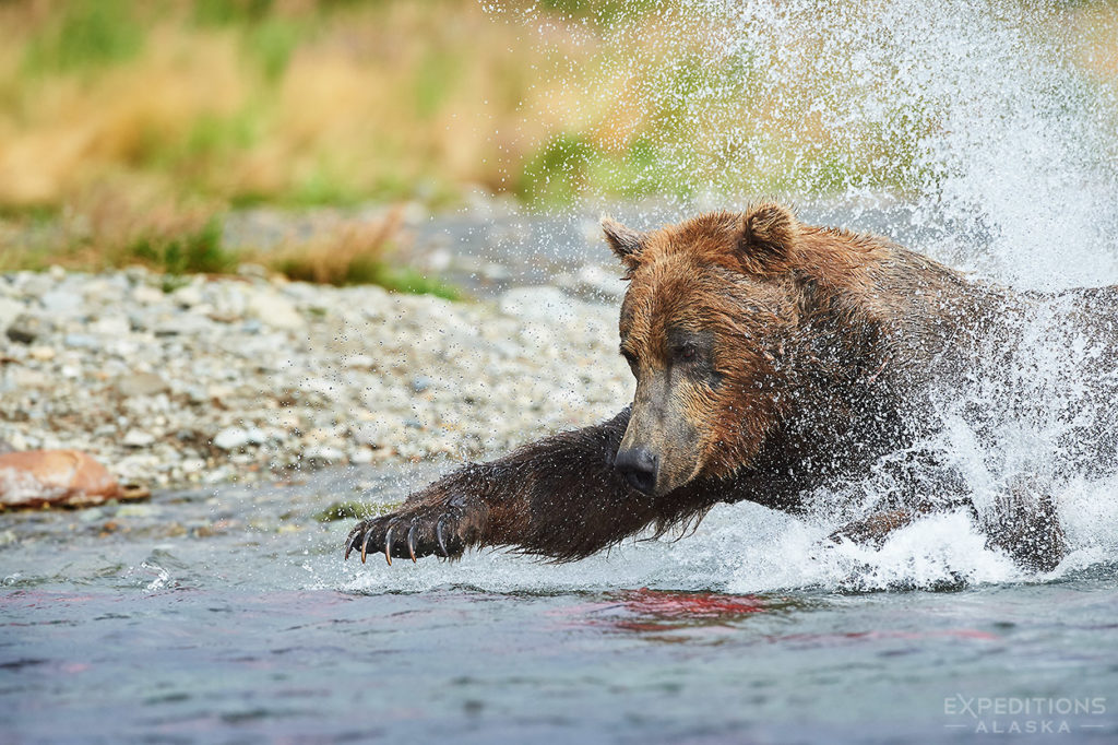 Adult brown bear fishing.