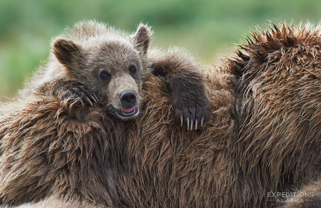 Brown bear cub riding on mother.