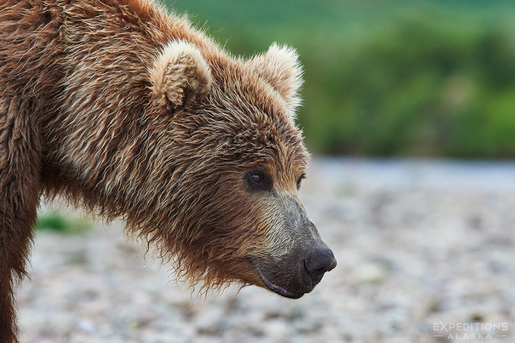 Closeup of a brown bear sow.