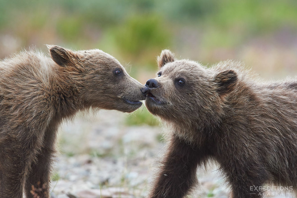 Brown bear cubs sniffing noses.