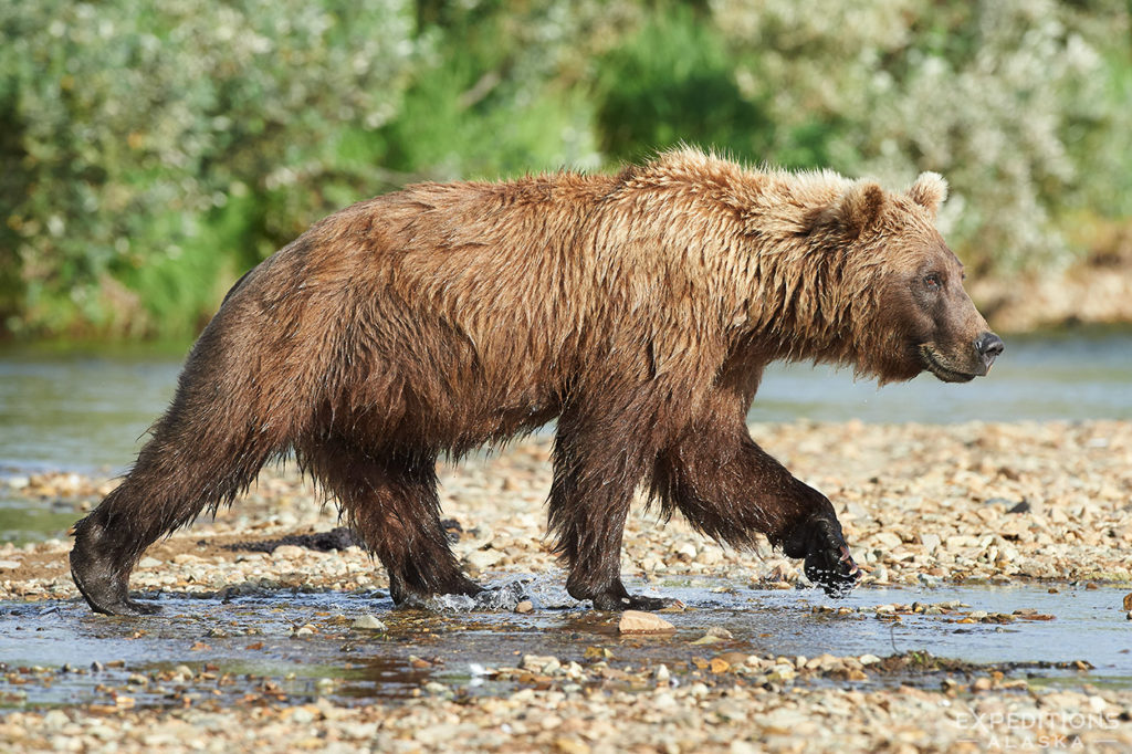 Brown bear on salmon stream, Alaska.