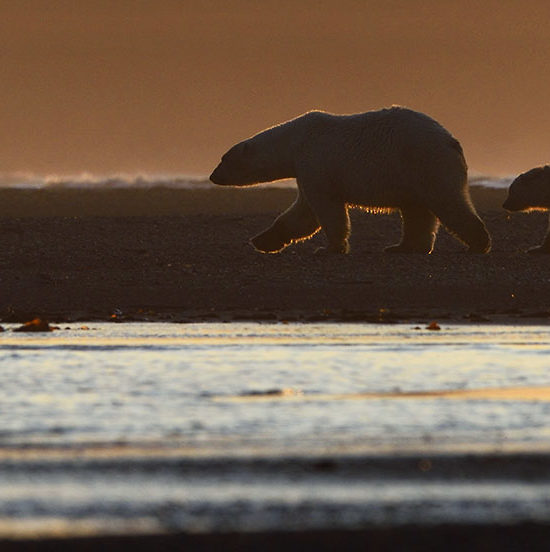 polar bear mother and cub at sunset.