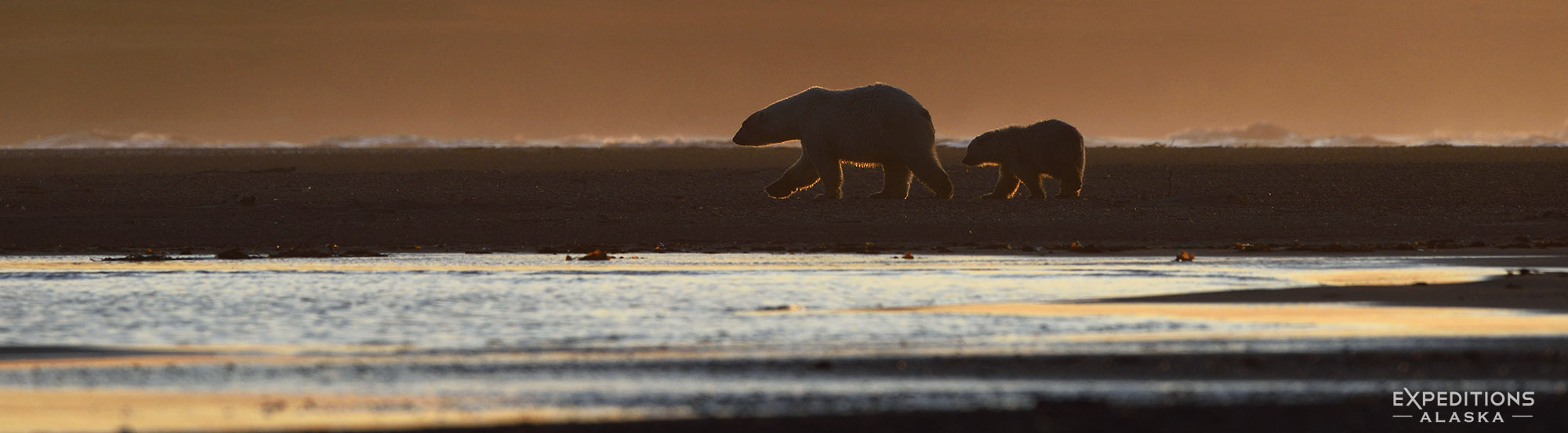 polar bear mother and cub at sunset.