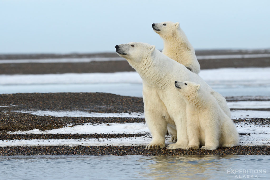 Polar bear family.