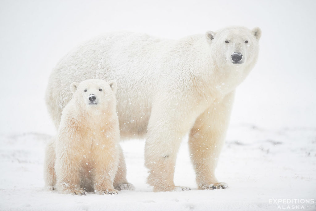 Polar bear mom and cub.
