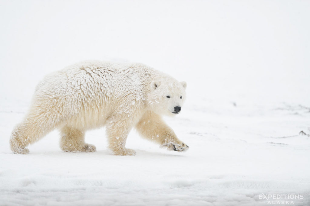Polar bear cub.