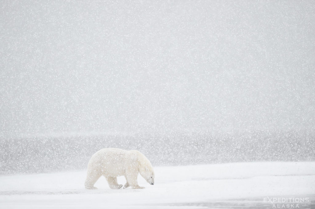 Polar bear walking through heavy snow storm.