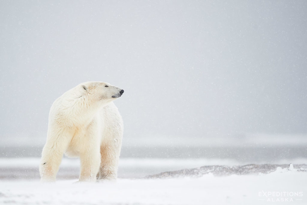 Polar bear in snow.