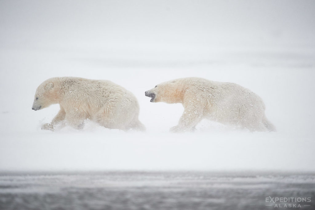 Polar bear cbus playing in snow.