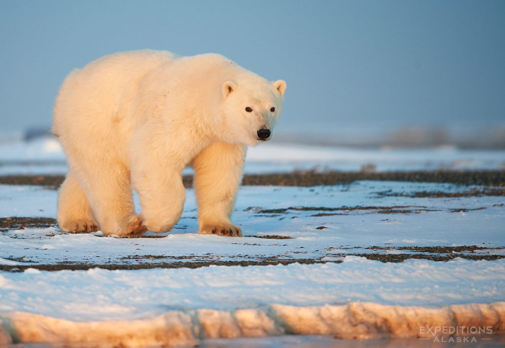 Young polar bear at first ligtht.