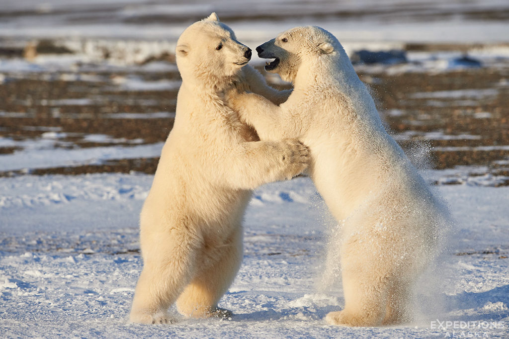 Young polar bears at play.