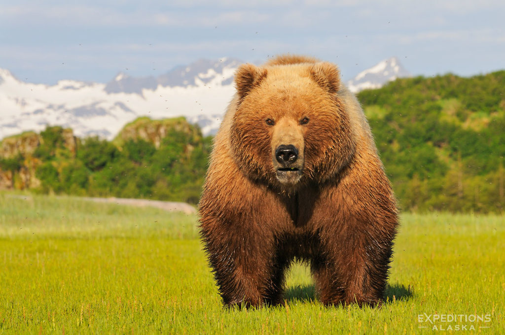 Alaska brown bear photo tours Alaska's coastal brown bear, Katmai National Park.