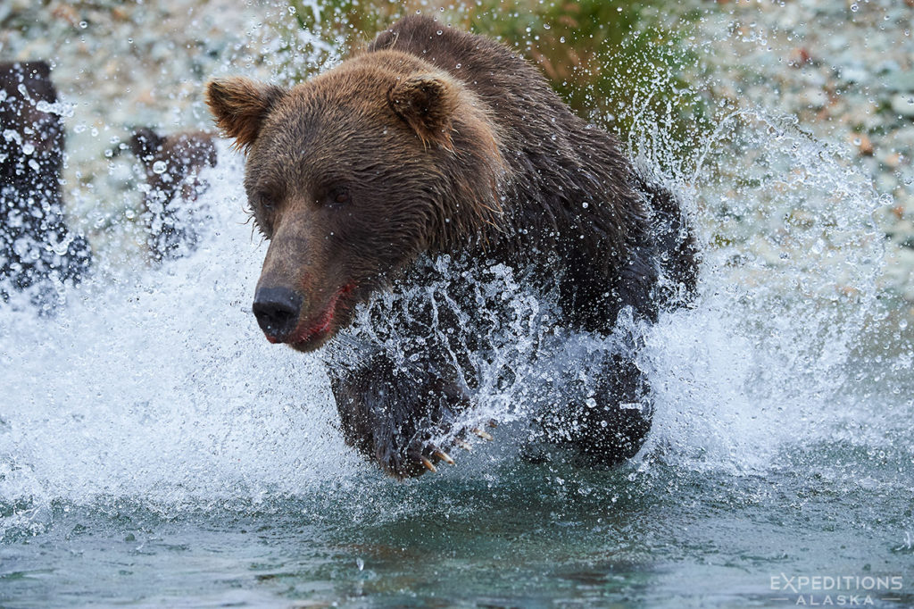 brown bear mother chasing salmon, Katmai National Park