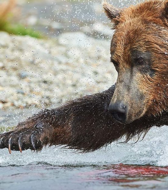 Panoramic brown bear fishing.