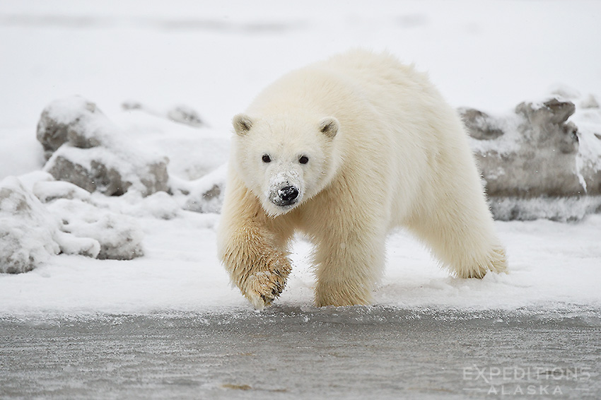 Curious polar bear cub in snow. ANWR, Alaska.