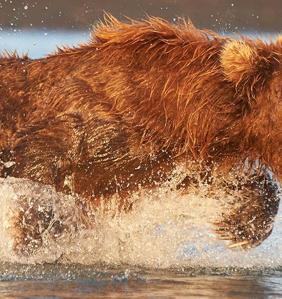 brown bear chasing salmon Katmai National Park, Alaska.